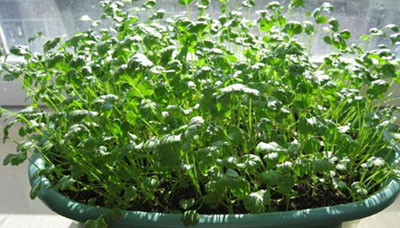 香菜种植方法和时间