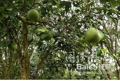 山竹有什么营养价值