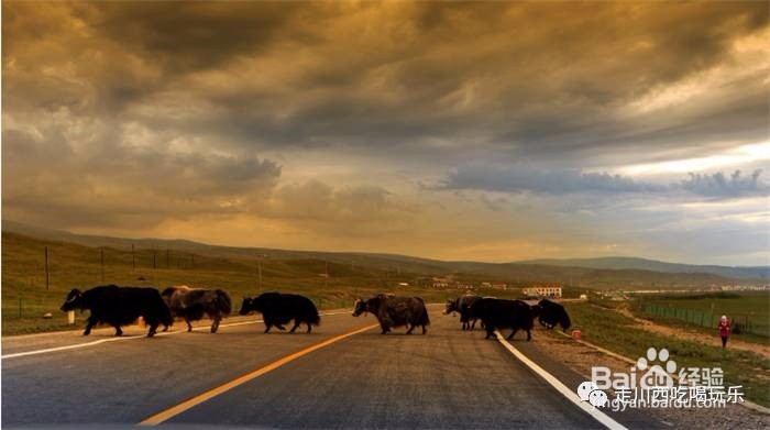 自驾川藏攻略，注意哪些罚款情况？