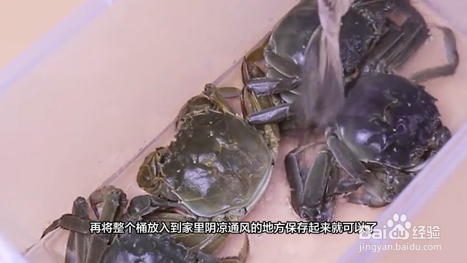 螃蟹保存方法