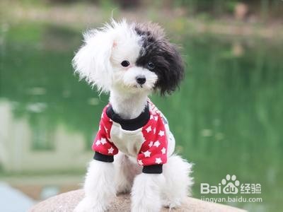 宠物美容培训机构哪家好