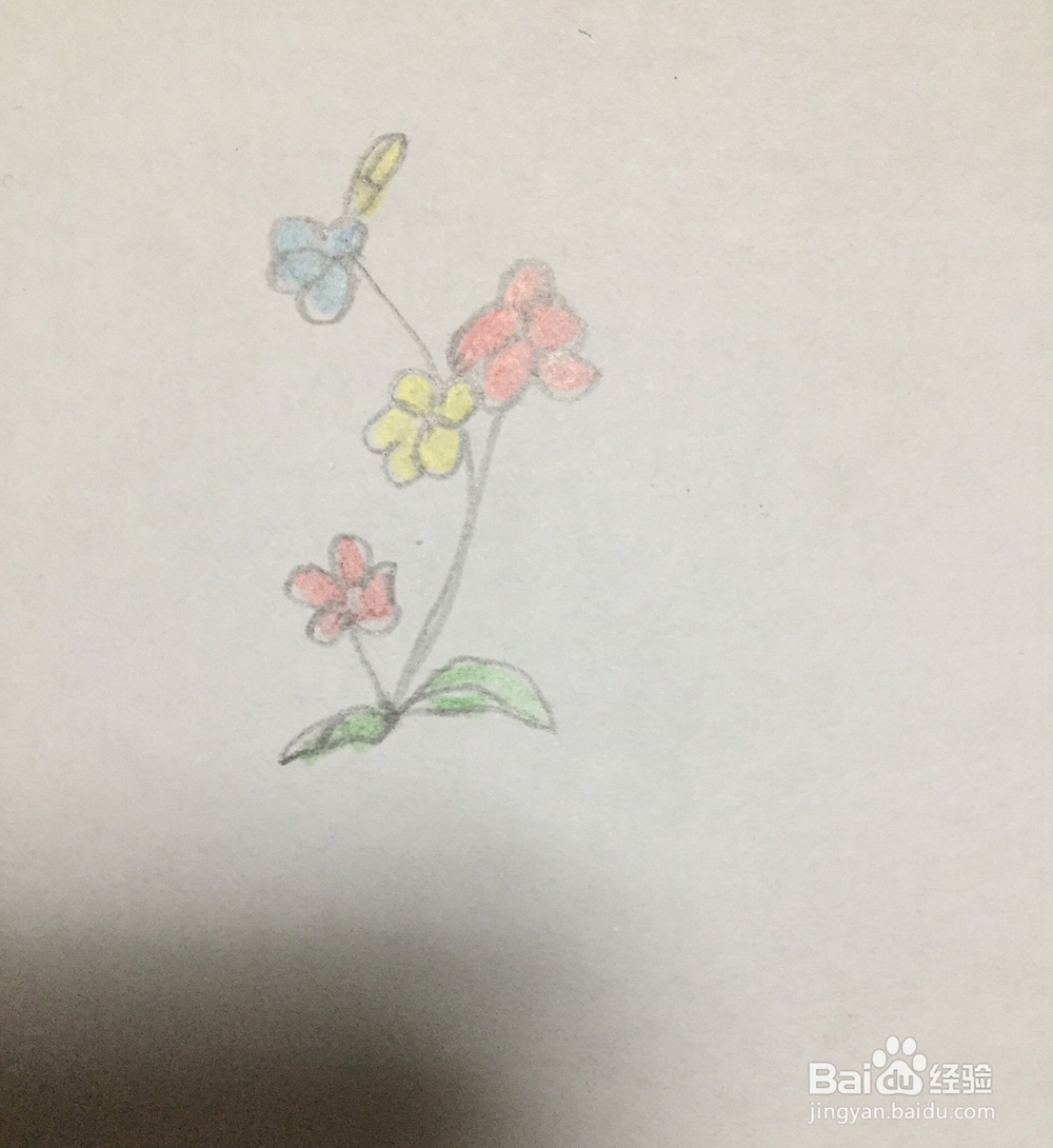 怎么画三聿花的简笔画