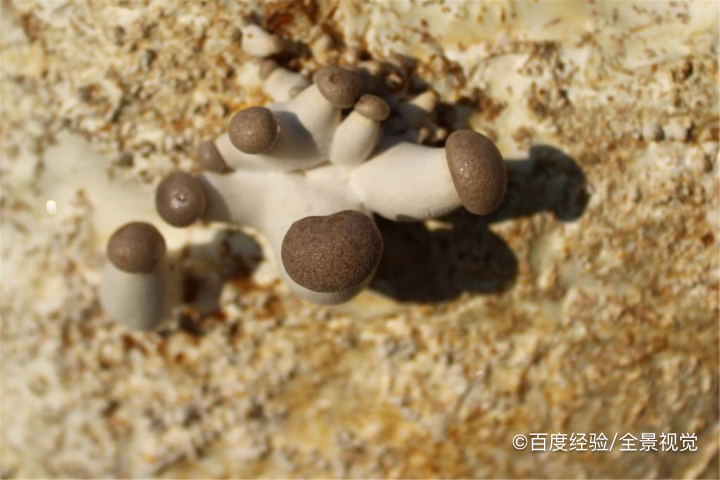 婴幼儿能吃杏鲍菇吗