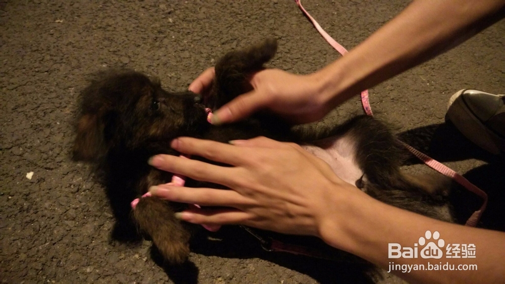 怎么培养和狗狗之间的感情？