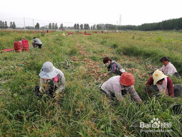 洋葱重茬根腐用什么药能治好根腐用药根小子!