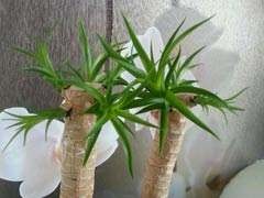 海南龙血树养护方法