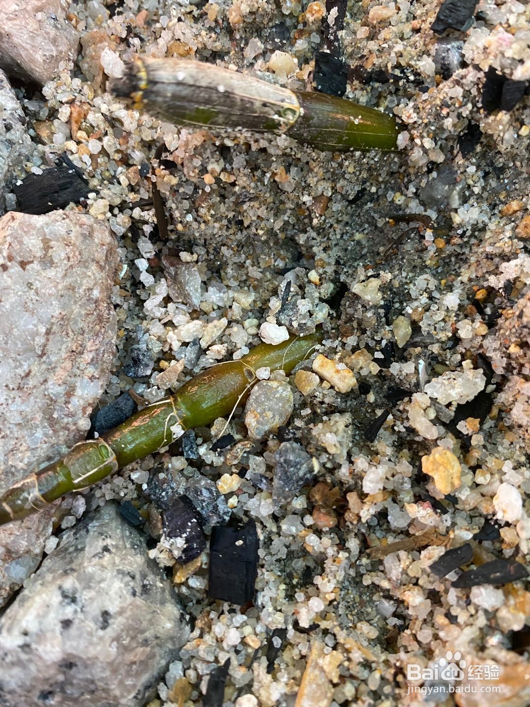 石斛简单的培养