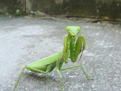 雌螳螂在交配后会吃掉雄螳螂,为什么