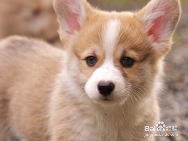 柯基犬幼犬怎么饲养