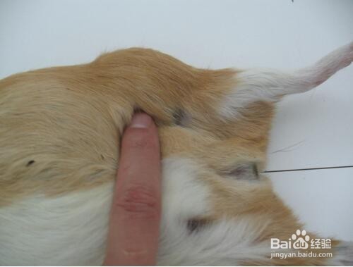 如何清洁荷兰猪