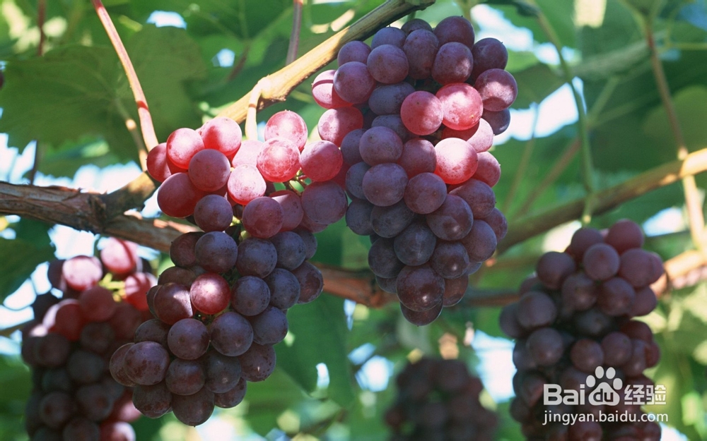 贫血者可以多吃这几种水果助健康。