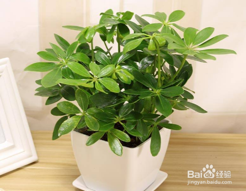 绿植是最提气的软装，室内养什么植物好？