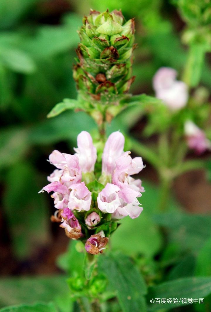 夏枯草猪肉汤怎么做
