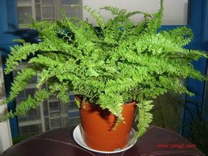 新装修怎样清除甲醛