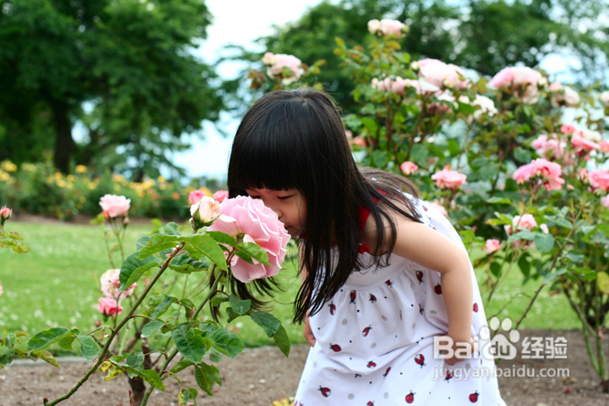 温哥华夜幕下的玫瑰园(组图)