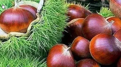 栗子如何保存新鲜好吃