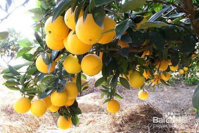 橙子膨果增甜用什么叶面肥？橙子的管理要点