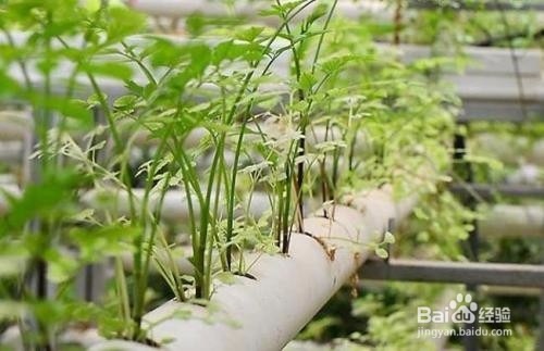 在家无土栽培种蔬菜