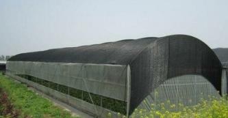 遮阳网覆盖技术在夏季蔬菜花卉生产上的应用