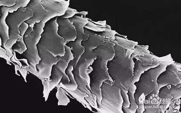 洗发水中的硅油是什么？