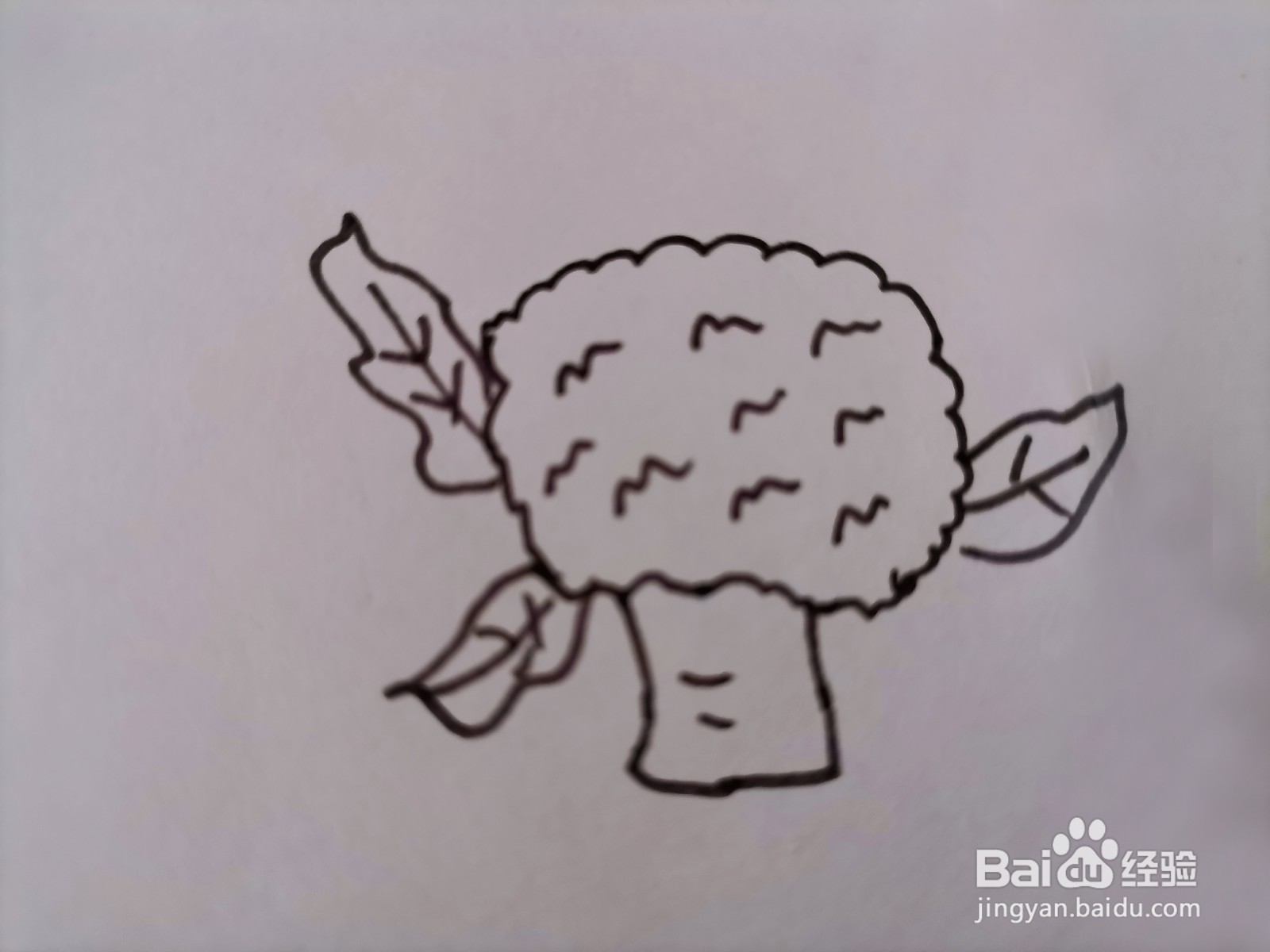 儿童简笔画 一棵花椰菜