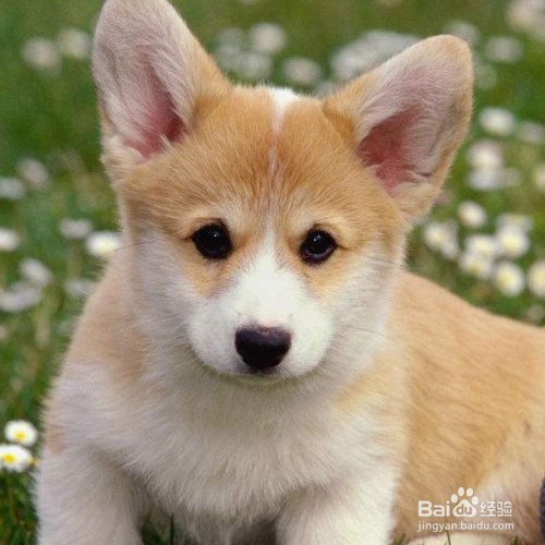 怎么看狗狗有没有营养不良？