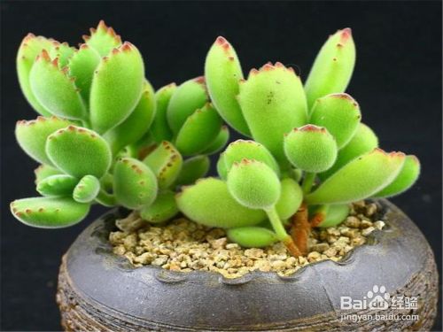 多肉植物的养殖方法 熊童子篇 百度经验 多肉植物的养殖方法 熊童子篇 百度经验