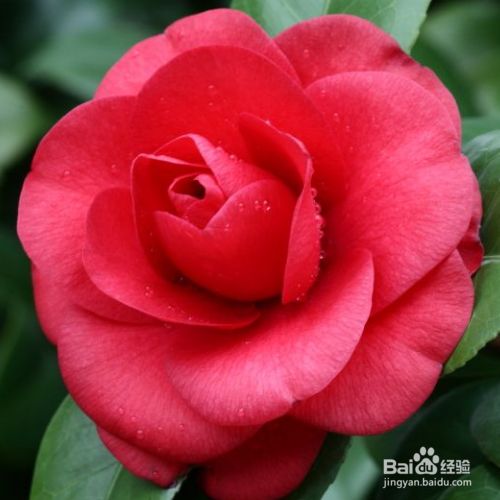 茶花落蕾怎么办?