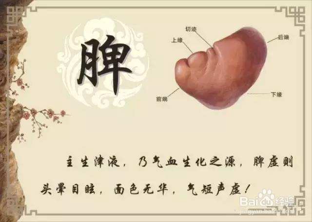 脾气虚怎么调理?