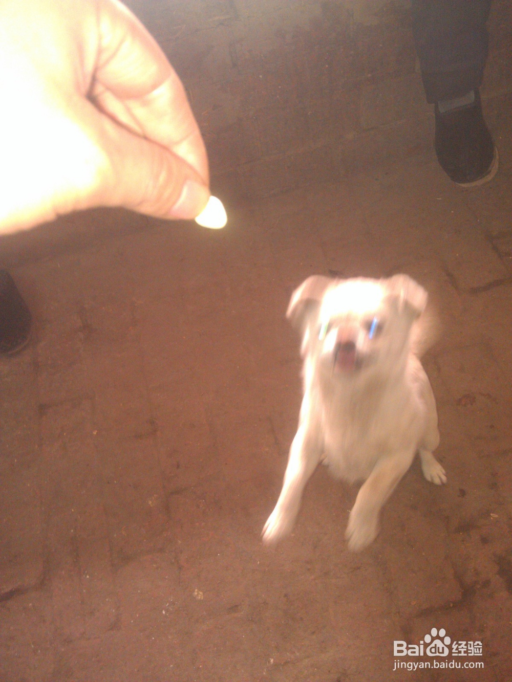 怎样让小狗吃钙片?【小狗不吃钙片怎么办?】