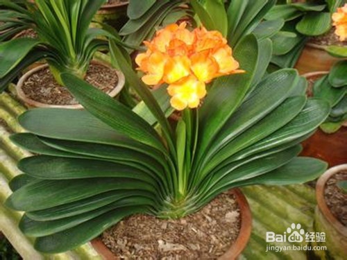 家中的君子兰怎么去养护