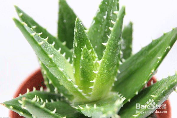 家里放哪些花会让家人更长寿