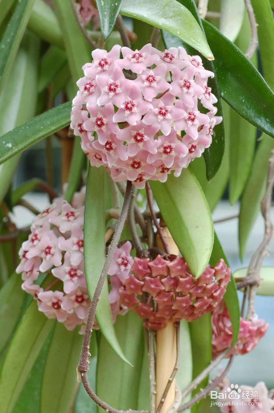 球兰冬天怎么养护