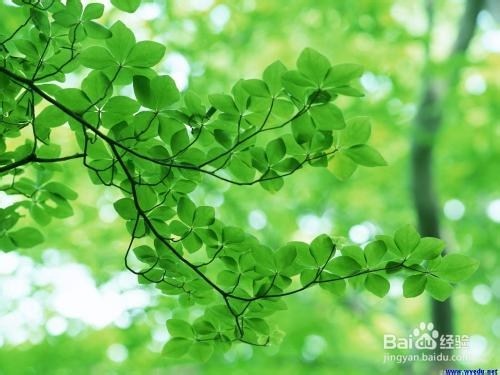 慢性支气管炎的并发症包括哪些