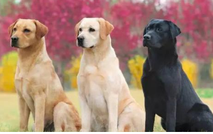 拉布拉多犬的一些训练要点与技巧