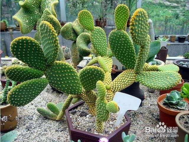 卧室养这几种植物,不仅美观,还可以促进睡眠!