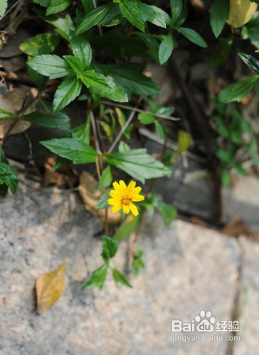 3个拍出浅景深的技巧