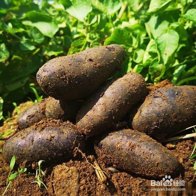 生活中土豆的营养秘密(