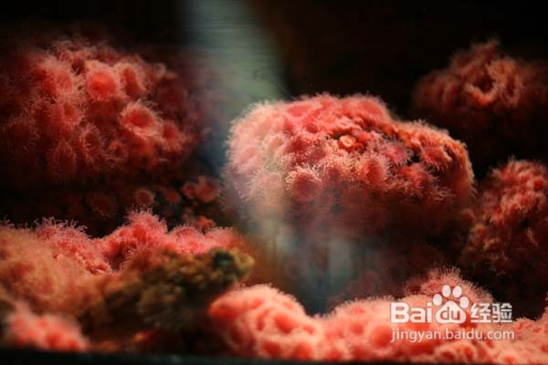 温哥华水族馆:水中舞动的精灵们