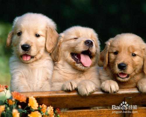 如何喂养出健康的小狗狗