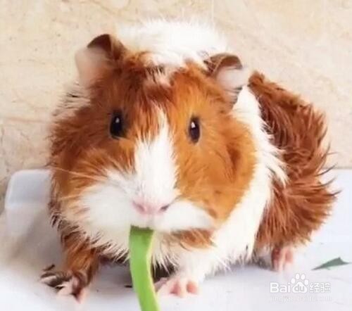 如何清洁荷兰猪