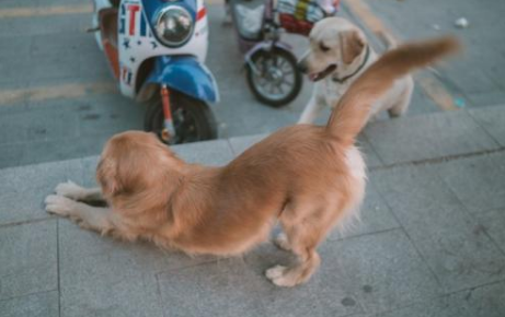 小麻雀叽叽喳喳蹦蹦跳跳的叫人悦愉悦仿写小动物的动作怎么写