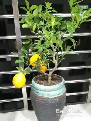 柠檬盆栽怎样修剪图图片