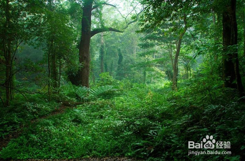 龙南九连山旅游攻略