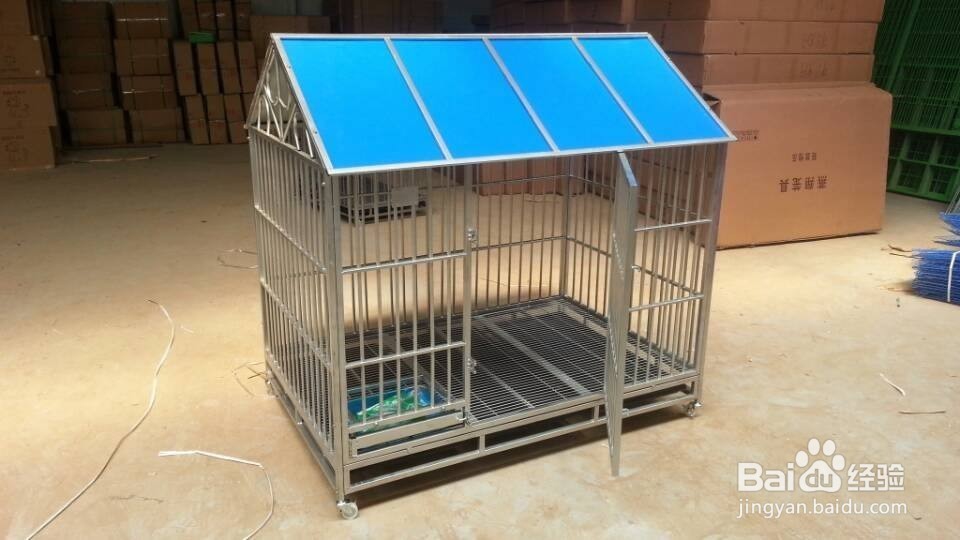 怎样养中华田园犬