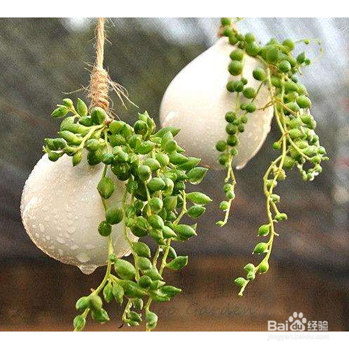 绿之铃叶尖发黑怎么办?