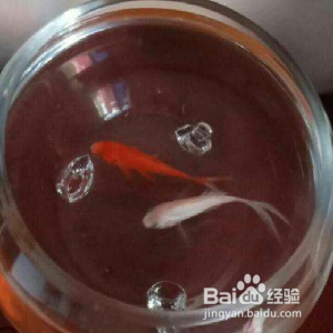 小鱼缸养什么鱼好养活