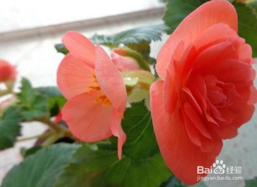 复色海棠的养殖方法和注意事项