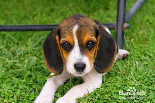 小狗眼睛下面有泪痕怎么办