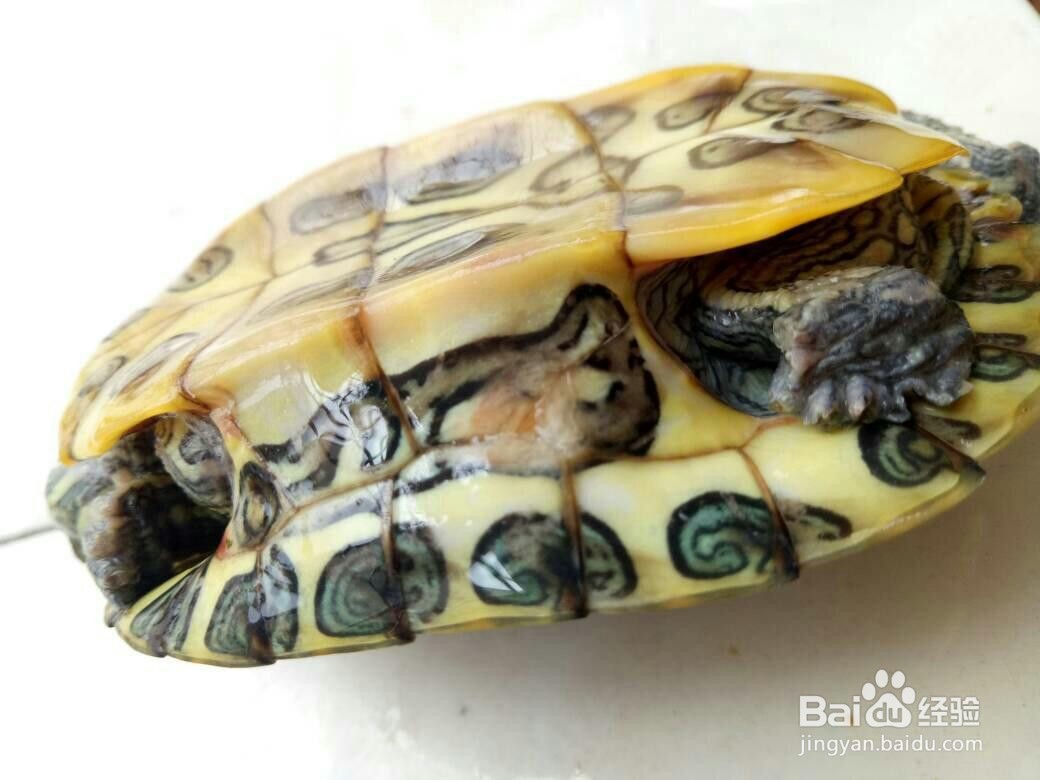 乌龟壳烂了怎么治疗